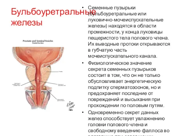 Бульбоуретральные железы Семенные пузырьки (бульбоуретральные или луковично-мочеиспускательные железы) находятся в