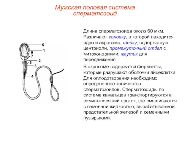 Длина сперматозоида около 60 мкм. Различают головку, в которой находится