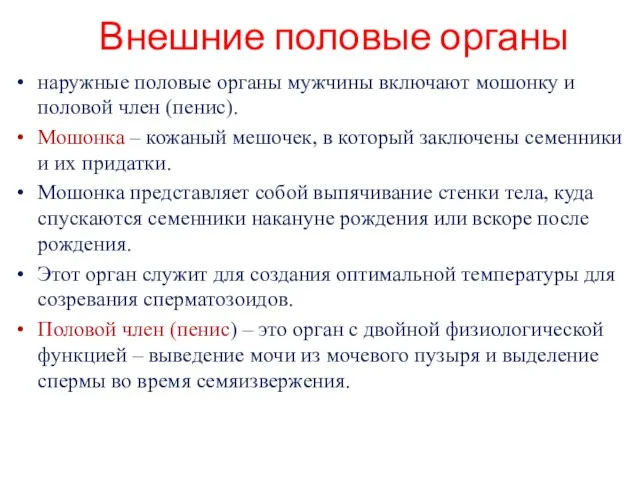 Внешние половые органы наружные половые органы мужчины включают мошонку и