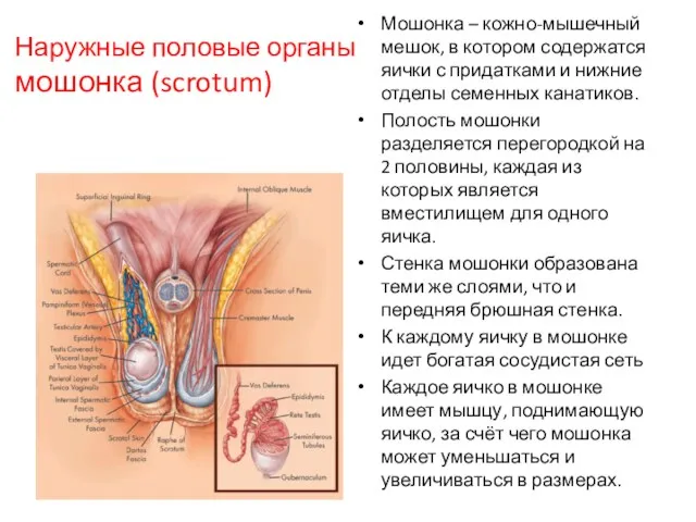 Наружные половые органы мошонка (scrotum) Мошонка – кожно-мышечный мешок, в