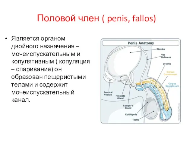 Половой член ( penis, fallos) Является органом двойного назначения –