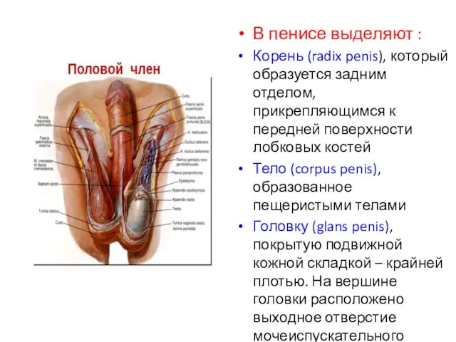 В пенисе выделяют : Корень (radix penis), который образуется задним