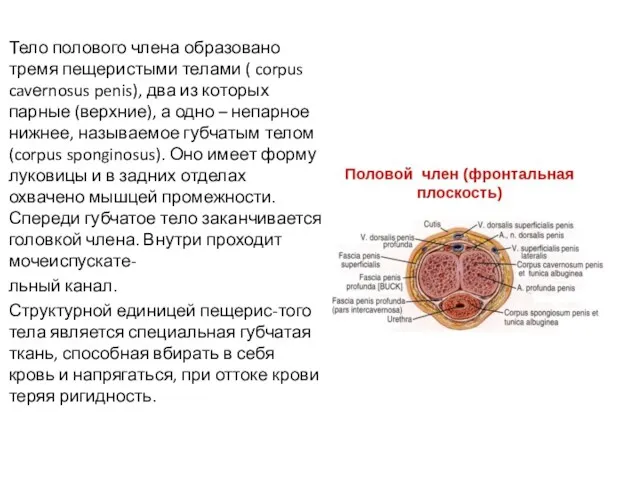 Тело полового члена образовано тремя пещеристыми телами ( corpus cavеrnosus