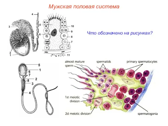 Что обозначено на рисунках? Мужская половая система