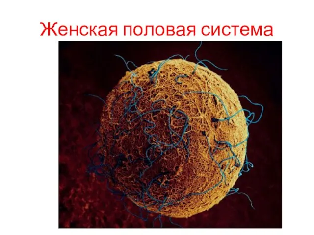 Женская половая система