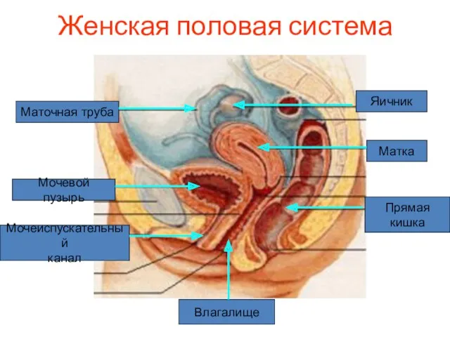 Женская половая система Яичник Маточная труба Матка Мочевой пузырь Мочеиспускательный канал Влагалище Прямая кишка