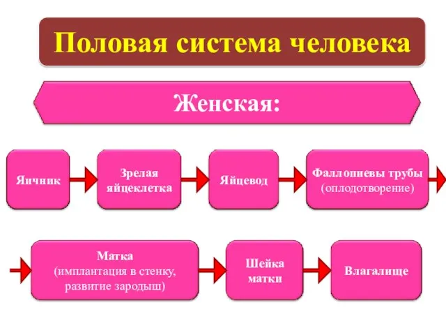 Половая система человека