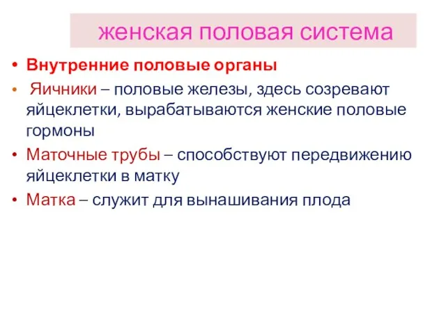 женская половая система Внутренние половые органы Яичники – половые железы,