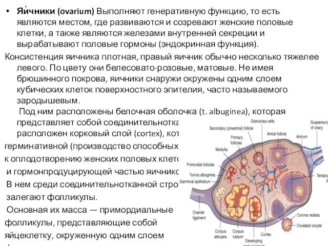 Яи́чники (ovarium) Выполняют генеративную функцию, то есть являются местом, где