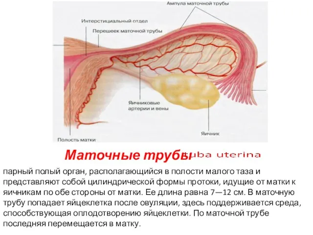 Маточные трубы парный полый орган, располагающийся в полости малого таза