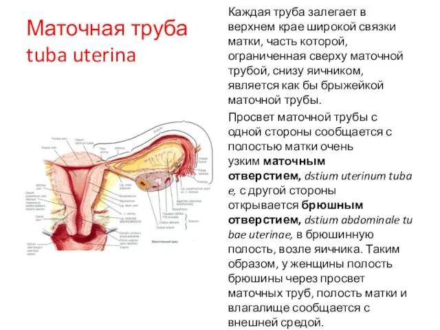 Маточная труба tuba uterina Каждая труба залегает в верхнем крае