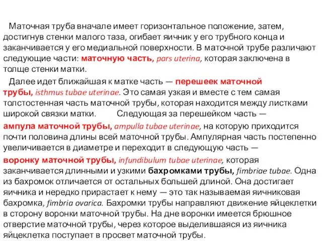 Маточная труба вначале имеет горизонтальное положение, затем, достигнув стенки малого