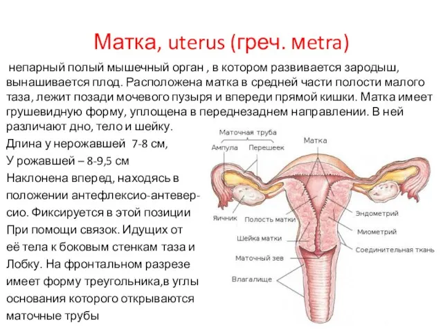 Матка, uterus (греч. мetra) непарный полый мышечный орган , в