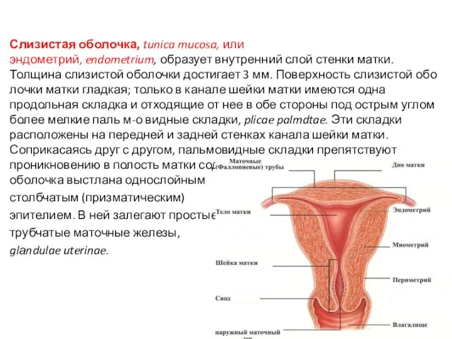 Слизистая оболочка, tunica mucosa, или эндометрий, endometrium, образует внутренний слой