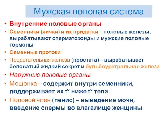 Мужская половая система Внутренние половые органы Семенники (яички) и их