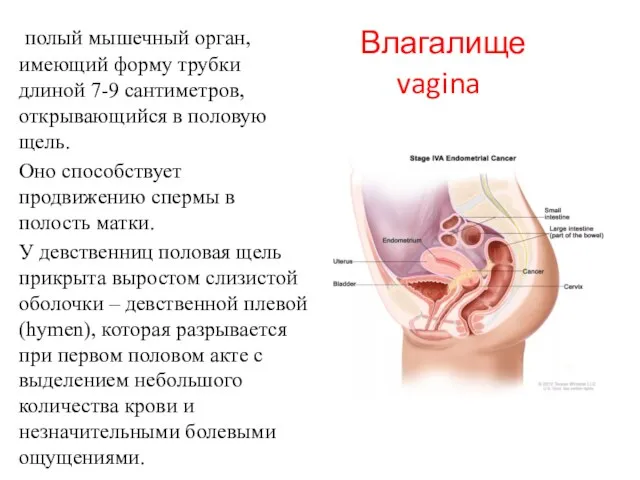 Влагалище vagina полый мышечный орган, имеющий форму трубки длиной 7-9