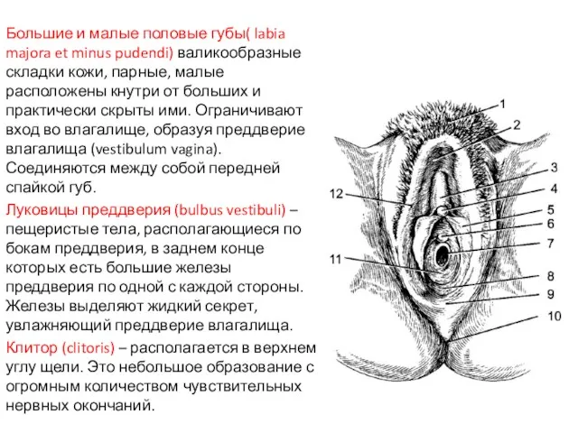 Большие и малые половые губы( labia majora et minus pudendi)