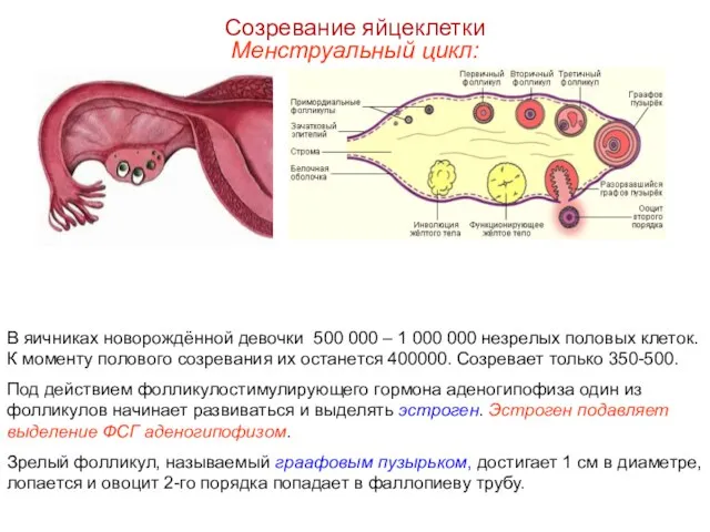 Созревание яйцеклетки Менструальный цикл: В яичниках новорождённой девочки 500 000