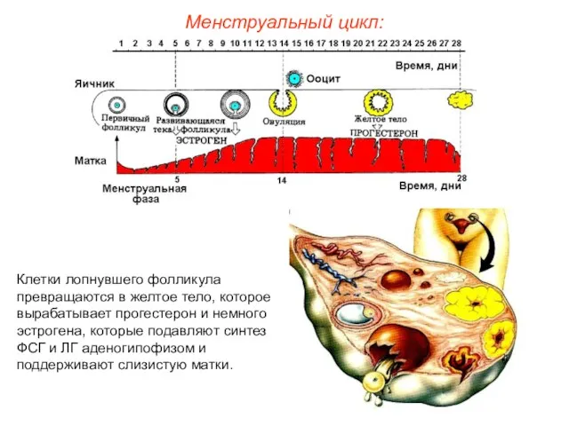 Менструальный цикл: Клетки лопнувшего фолликула превращаются в желтое тело, которое