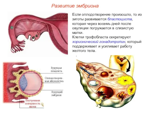 Развитие эмбриона Если оплодотворение произошло, то из зиготы развивается бластоциста,