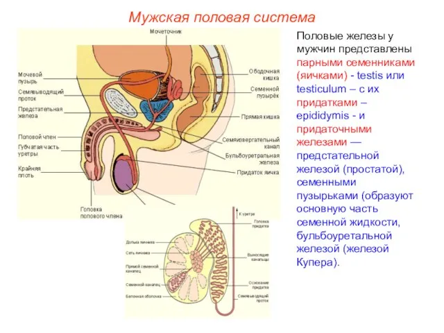 Половые железы у мужчин представлены парными семенниками (яичками) - testis