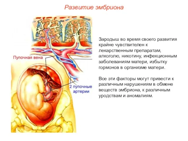 Зародыш во время своего развития крайне чувствителен к лекарственным препаратам,