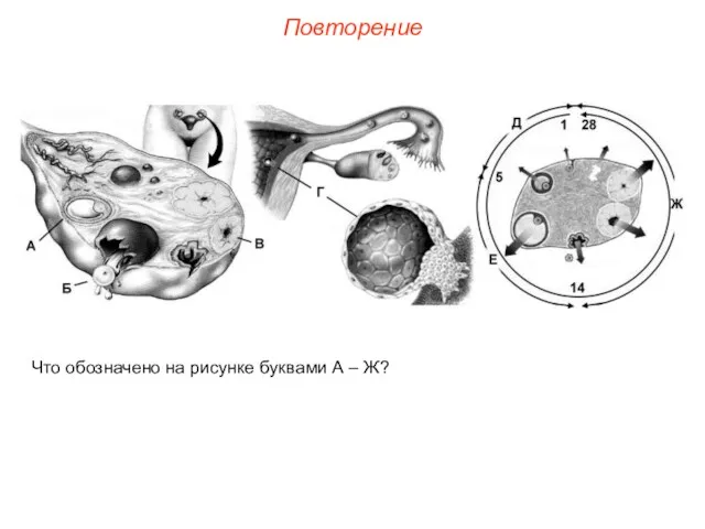 Повторение Что обозначено на рисунке буквами А – Ж?