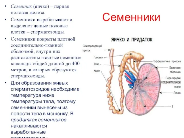 Семенники Семенник (яичко) – парная половая железа. Семенники вырабатывают и