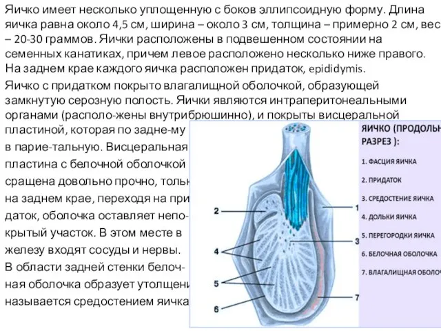 Яичко имеет несколько уплощенную с боков эллипсоидную форму. Длина яичка