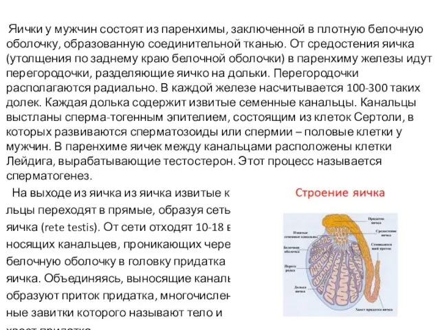 Яички у мужчин состоят из паренхимы, заключенной в плотную белочную