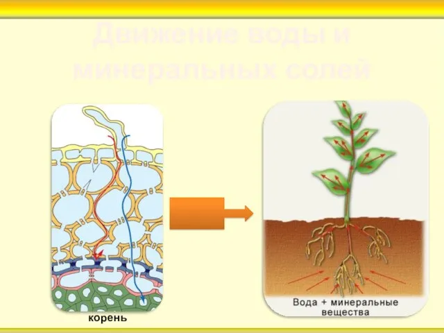 Движение воды и минеральных солей корень