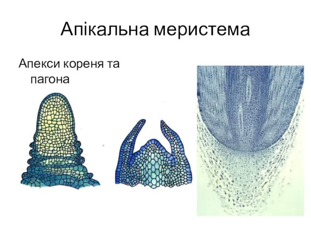 Апікальна меристема Апекси кореня та пагона