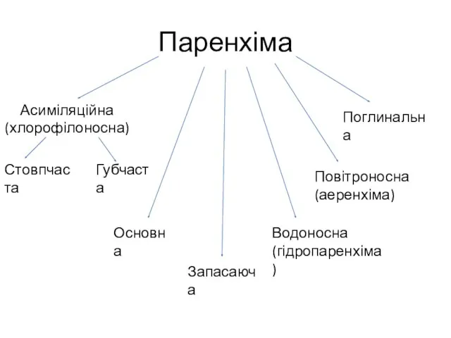 Паренхіма Асиміляційна (хлорофілоносна) Губчаста Основна Запасаюча Водоносна (гідропаренхіма) Повітроносна (аеренхіма) Поглинальна Стовпчаста