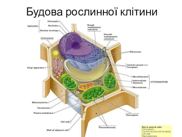 Будова рослинної клітини