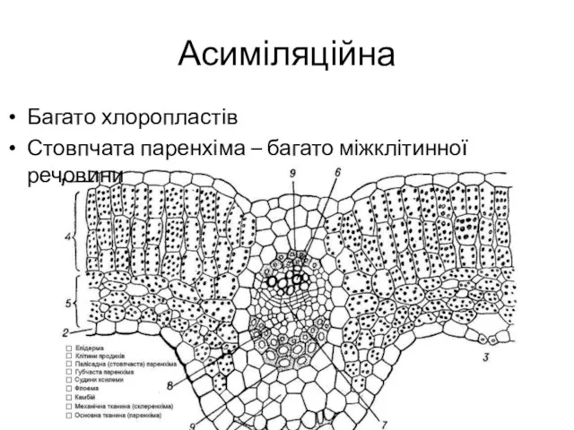 Асиміляційна Багато хлоропластів Стовпчата паренхіма – багато міжклітинної речовини