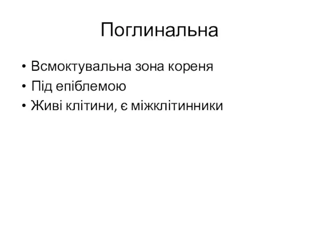 Поглинальна Всмоктувальна зона кореня Під епіблемою Живі клітини, є міжклітинники