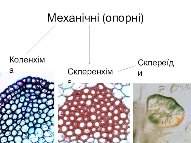 Механічні (опорні) Коленхіма Склеренхіма Склереїди