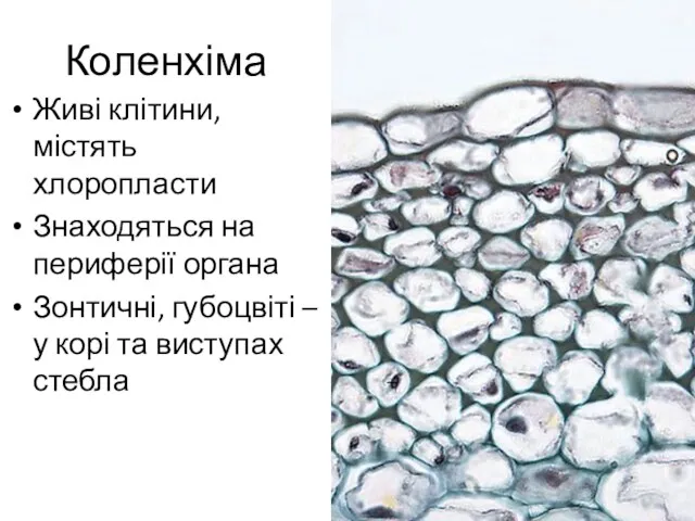 Коленхіма Живі клітини, містять хлоропласти Знаходяться на периферії органа Зонтичні,