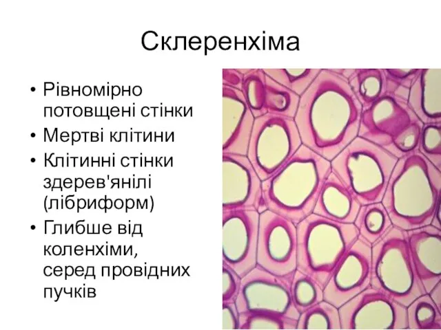 Склеренхіма Рівномірно потовщені стінки Мертві клітини Клітинні стінки здерев'янілі (лібриформ) Глибше від коленхіми, серед провідних пучків