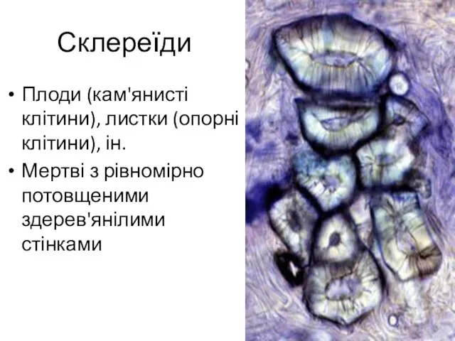 Склереїди Плоди (кам'янисті клітини), листки (опорні клітини), ін. Мертві з рівномірно потовщеними здерев'янілими стінками