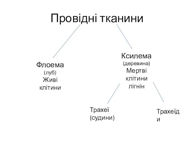 Провідні тканини Флоема (луб) Живі клітини Ксилема (деревина) Мертві клітини лігнін Трахеї (судини) Трахеїди