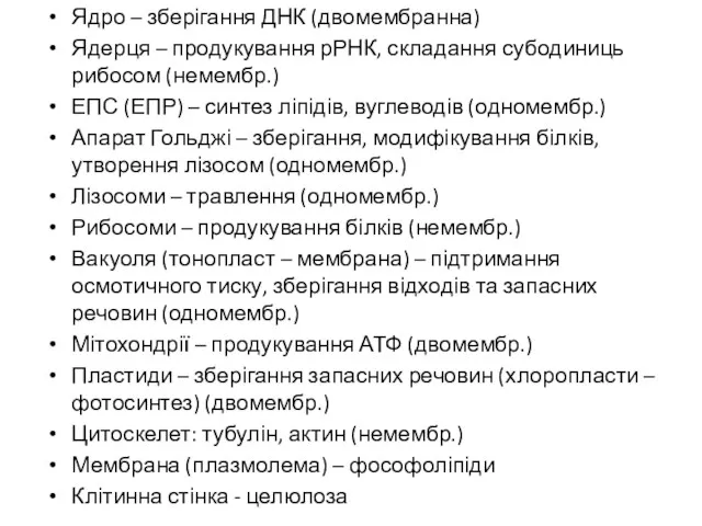 Ядро – зберігання ДНК (двомембранна) Ядерця – продукування рРНК, складання