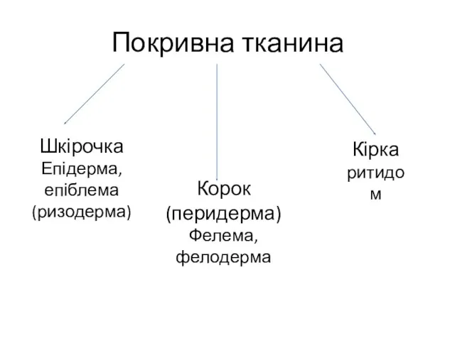 Покривна тканина Шкірочка Епідерма, епіблема (ризодерма) Корок (перидерма) Фелема, фелодерма Кірка ритидом