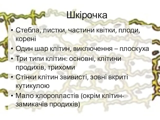 Шкірочка Стебла, листки, частини квітки, плоди, корені Один шар клітин,