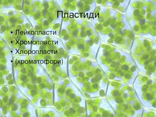 Пластиди Лейкопласти Хромопласти Хлоропласти (хроматофори)