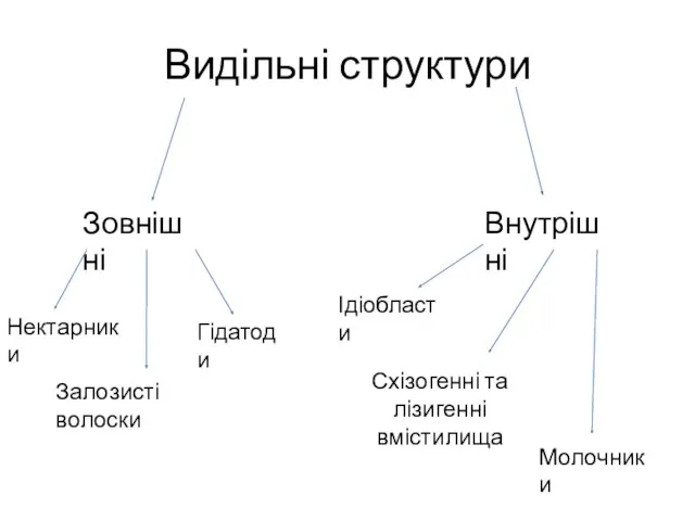 Видільні структури Зовнішні Внутрішні Нектарники Залозисті волоски Гідатоди Ідіобласти Схізогенні та лізигенні вмістилища Молочники