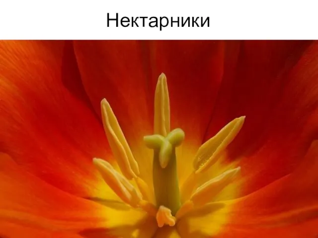 Нектарники