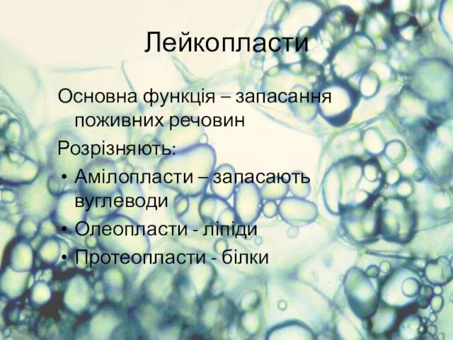 Лейкопласти Основна функція – запасання поживних речовин Розрізняють: Амілопласти –