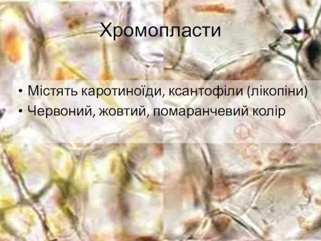 Хромопласти Містять каротиноїди, ксантофіли (лікопіни) Червоний, жовтий, помаранчевий колір