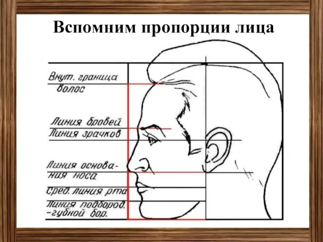 Вспомним пропорции лица человека.